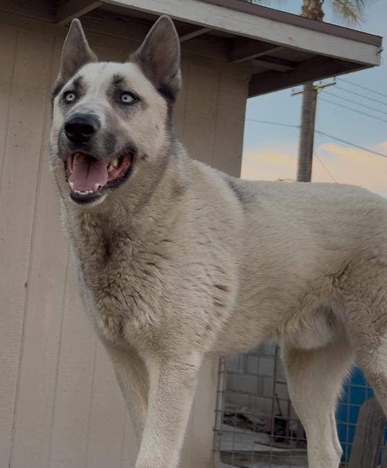 Enlarge Bam Bam, a ADOPTABLE mixed breed in Torrance, CA image 2/5