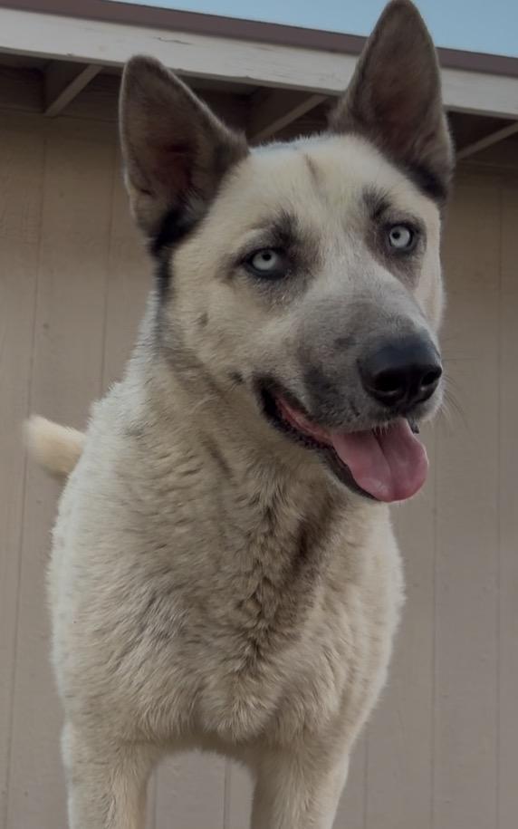 Bam Bam, ADOPTABLE, Adult Male Siberian Husky & German Shepherd Dog.