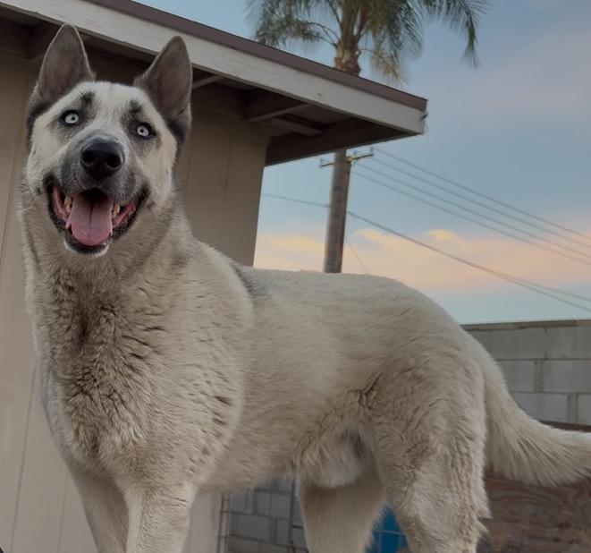 Enlarge Bam Bam, a ADOPTABLE mixed breed in Torrance, CA image 5/5