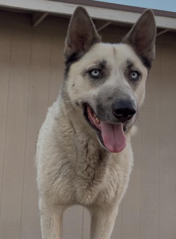 Enlarge Bam Bam, a ADOPTABLE mixed breed in Torrance, CA image 3/5