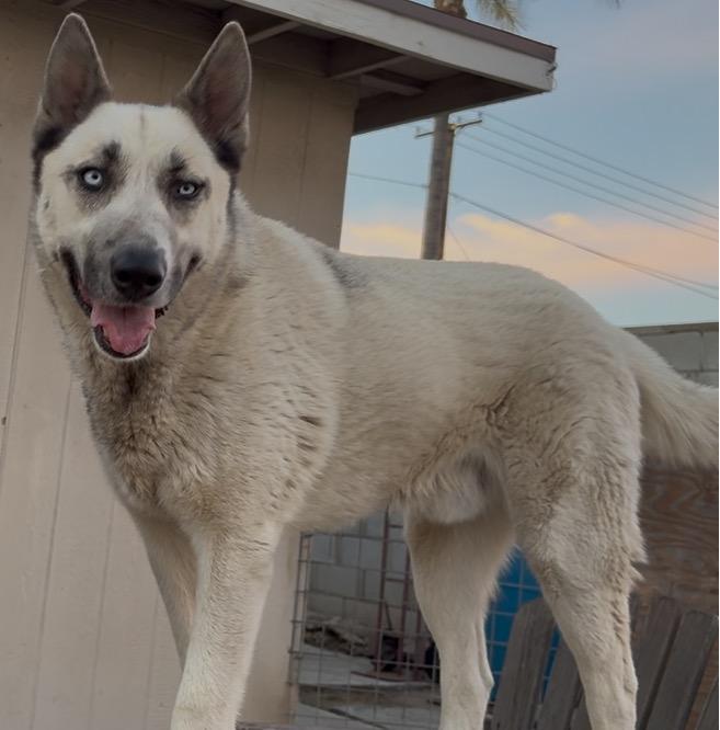 Enlarge Bam Bam, a ADOPTABLE mixed breed in Torrance, CA image 4/5