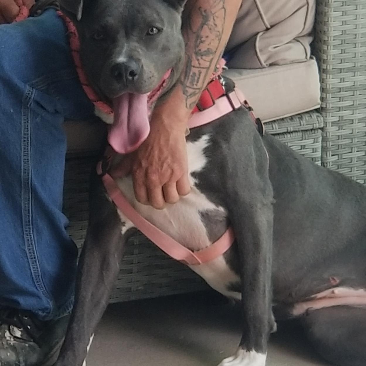Lola (CP), ADOPTABLE, Adult Female Mixed Breed.