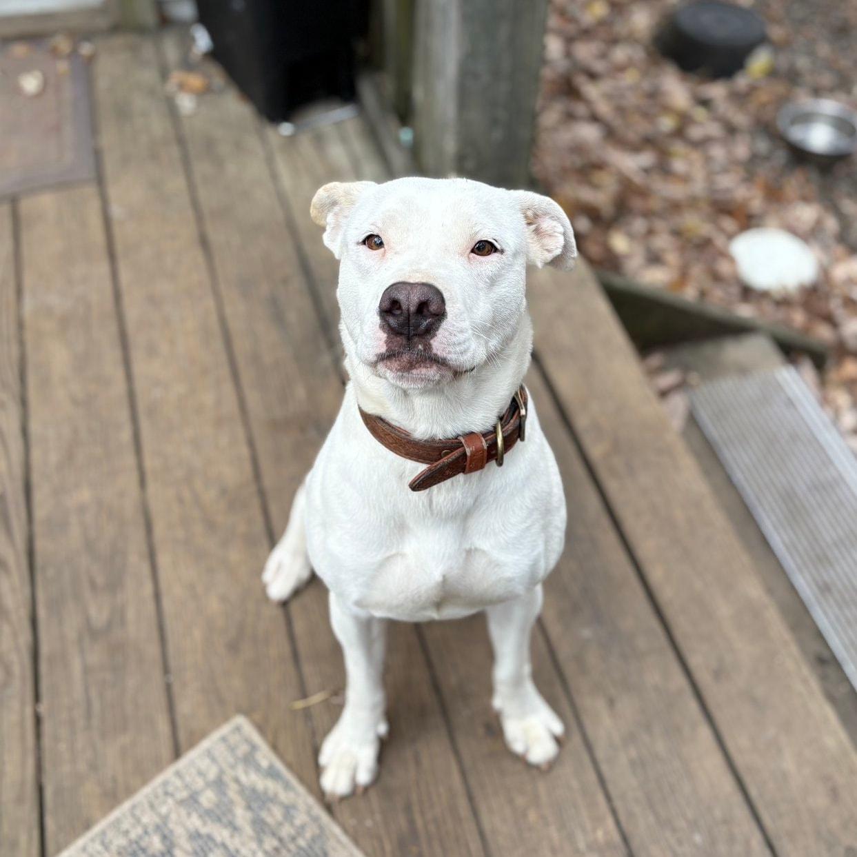 Enlarge Evie, a Adoptable Mixed Breed in Egg Harbor City, NJ image 1/1