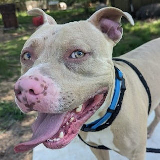 Harley, Adopted, Adult Male Pit Bull Terrier.