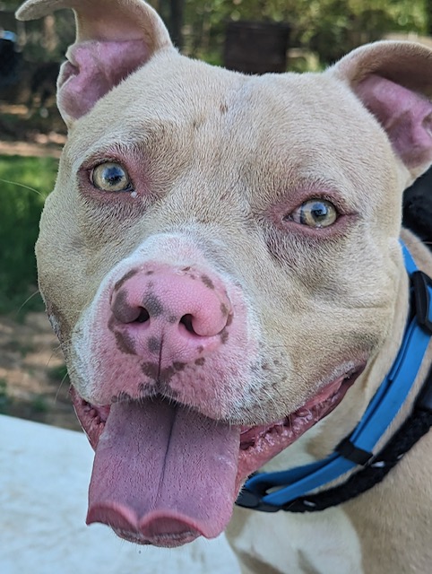 Enlarge Harley, a Adopted Pit Bull Terrier in Greenfield, TN image 2/5