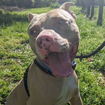 Enlarge Harley, a Adopted Pit Bull Terrier in Greenfield, TN image 3/5