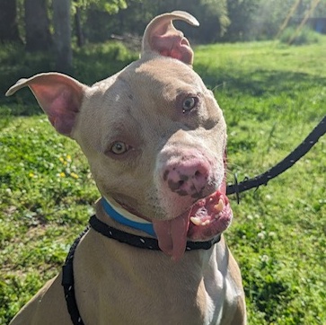 Enlarge Harley, a Adopted Pit Bull Terrier in Greenfield, TN image 4/5