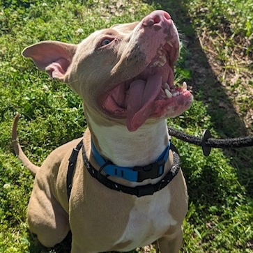 Enlarge Harley, a Adopted Pit Bull Terrier in Greenfield, TN image 5/5