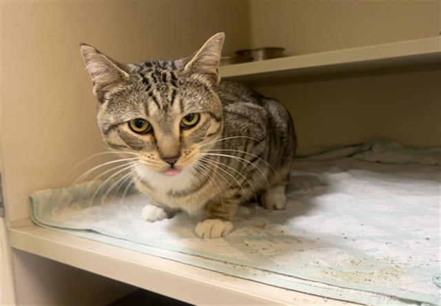 MINX, Adoptable, Young Male Domestic Short Hair.