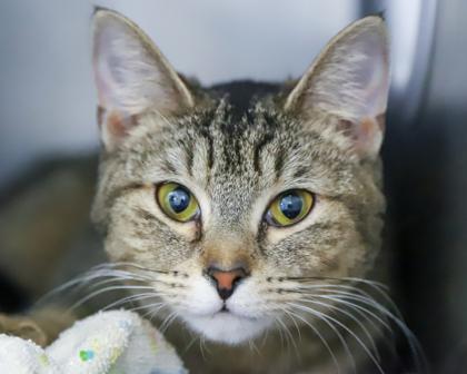 Enlarge Lulu, a Adoptable Domestic Short Hair in West Seneca, NY image 1/3