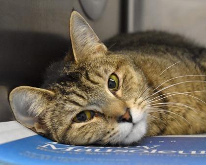 Enlarge Lulu, a Adoptable Domestic Short Hair in West Seneca, NY image 2/3