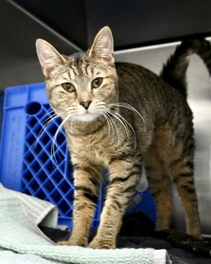 Enlarge Lulu, a Adoptable Domestic Short Hair in West Seneca, NY image 3/3