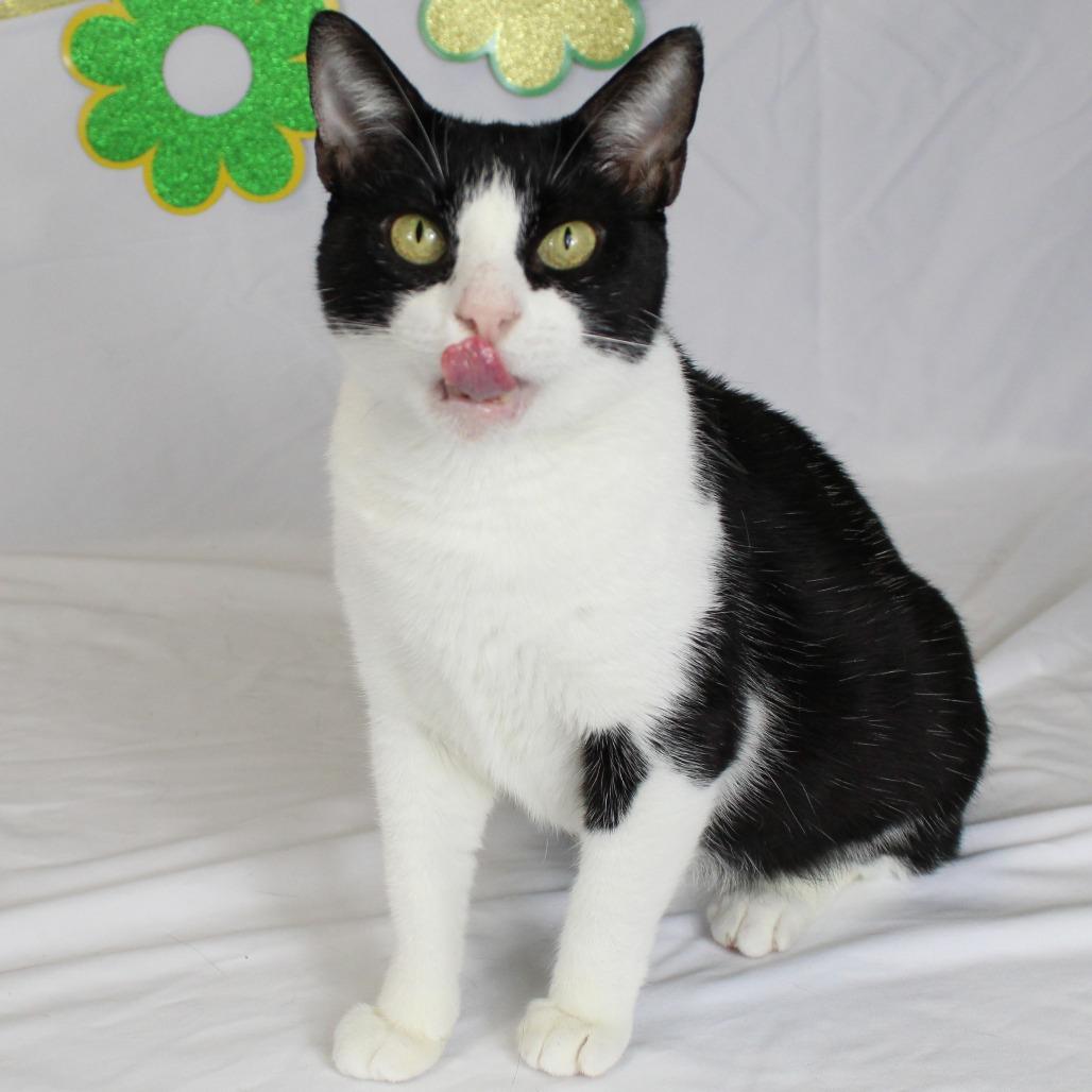 Kiwi, Adoptable, Adult Female Domestic Short Hair.