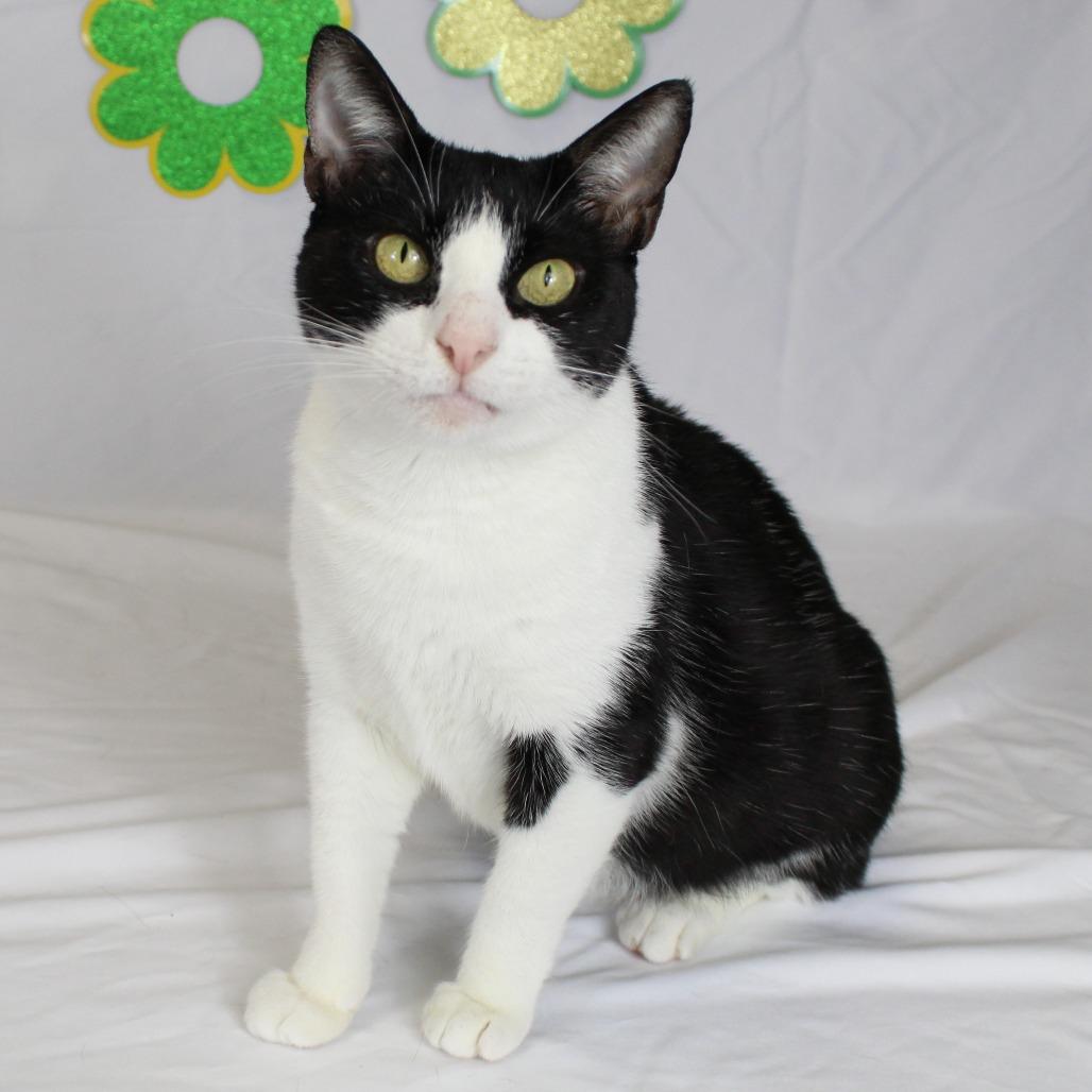 Enlarge Kiwi, a Adoptable Domestic Short Hair in Webster, TX image 2/6