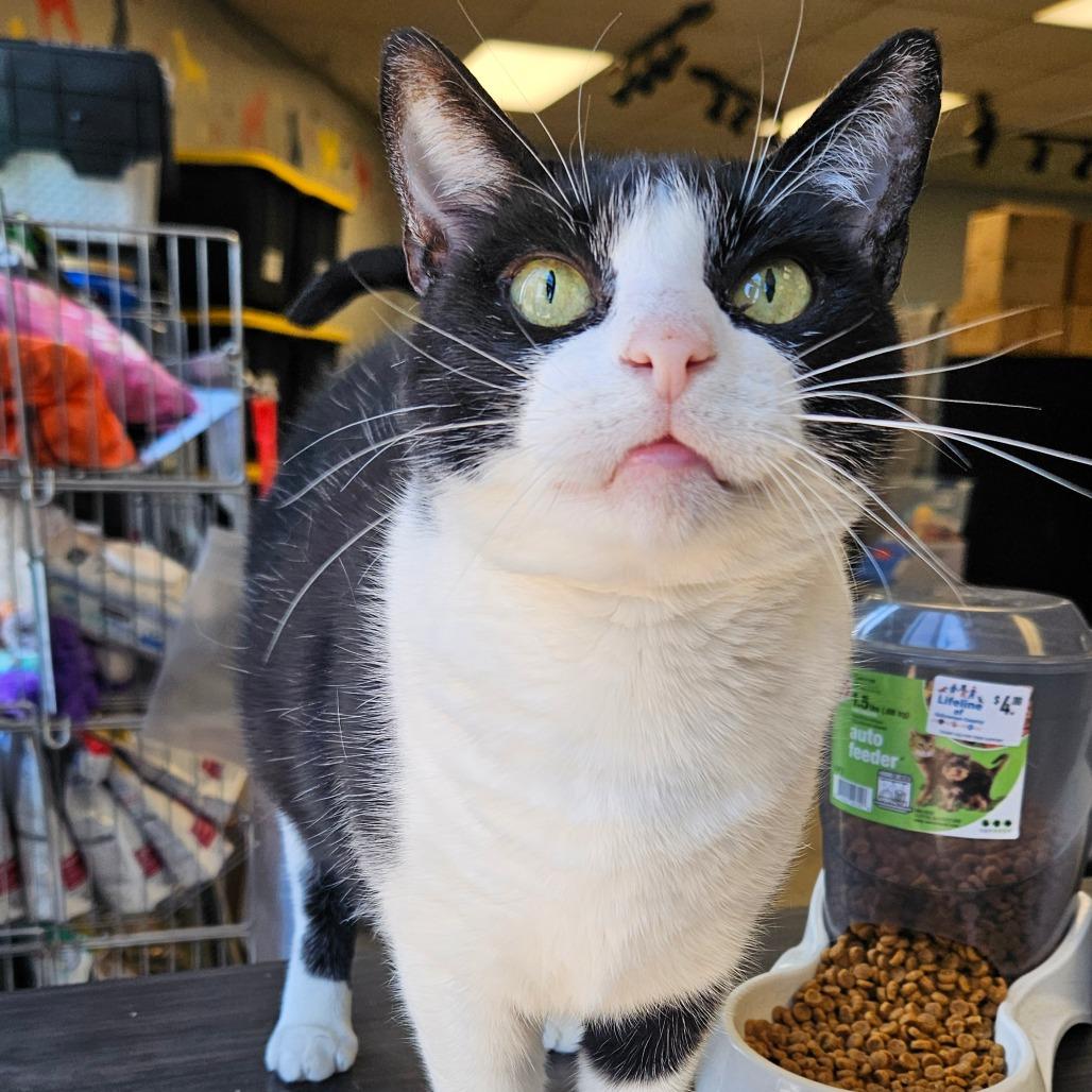 Enlarge Kiwi, a Adoptable Domestic Short Hair in Webster, TX image 2/6