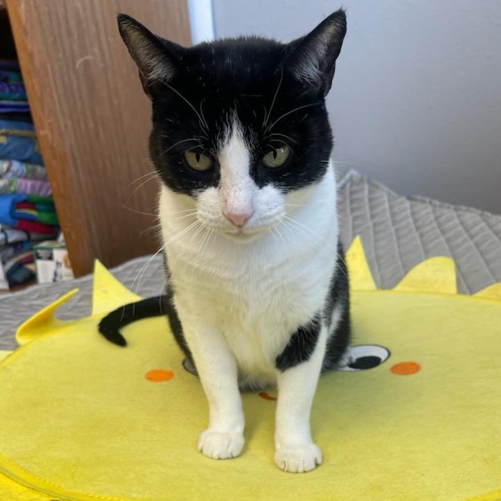 Enlarge Kiwi, a Adoptable Domestic Short Hair in Webster, TX image 3/6