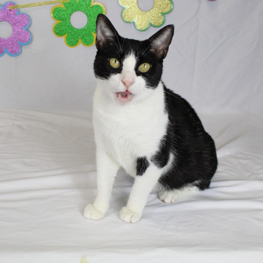 Enlarge Kiwi, a Adoptable Domestic Short Hair in Webster, TX image 4/6