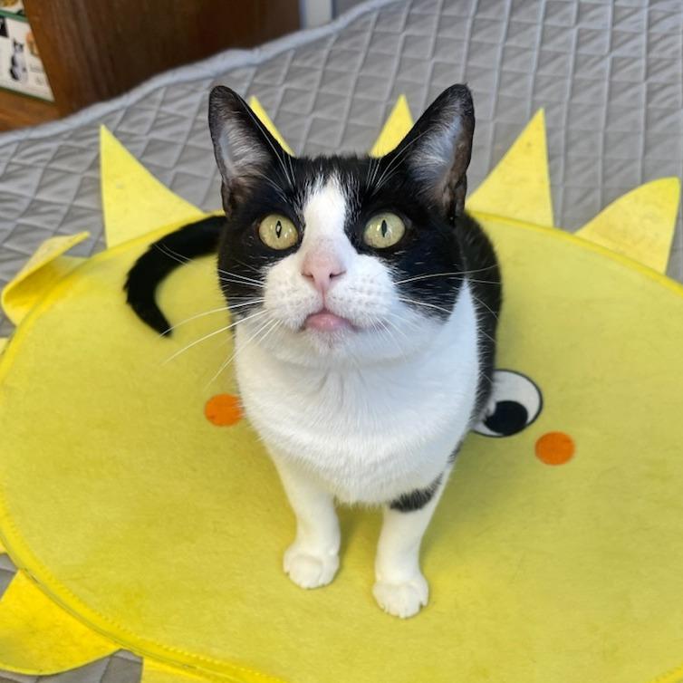 Enlarge Kiwi, a Adoptable Domestic Short Hair in Webster, TX image 5/6