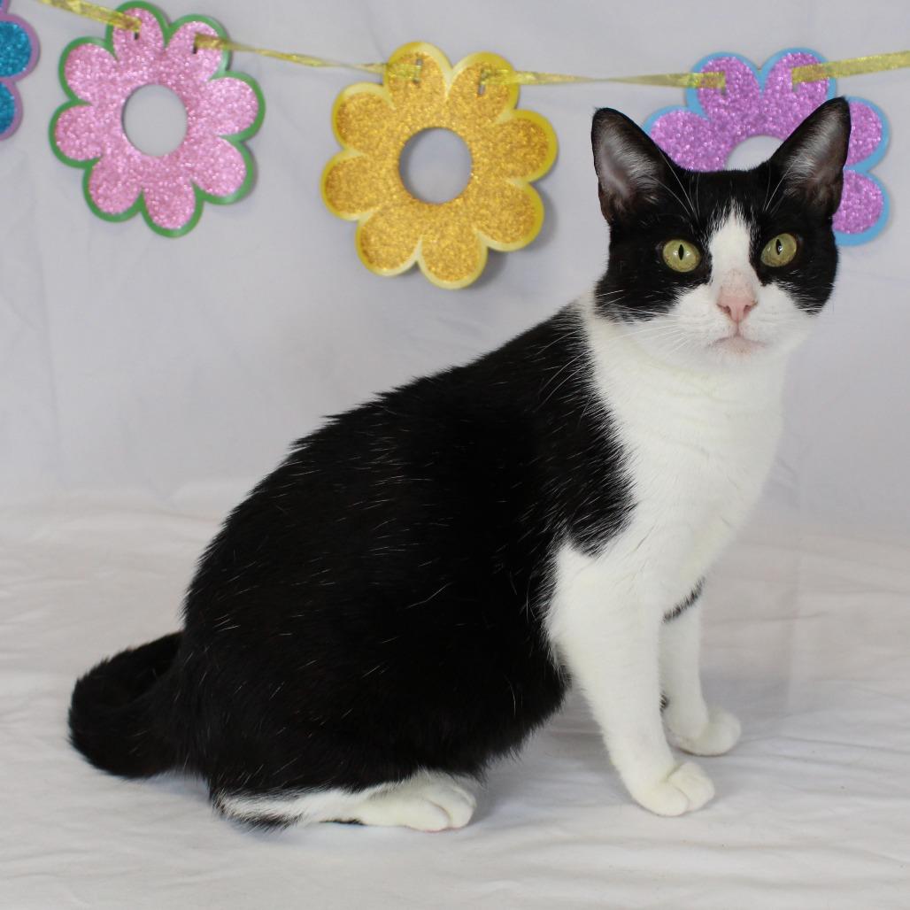 Enlarge Kiwi, a Adoptable Domestic Short Hair in Webster, TX image 6/6