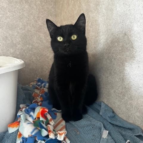 Enlarge Trance, a ADOPTABLE Domestic Short Hair in Hutchinson, MN image 1/2