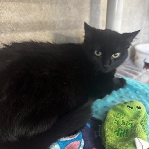 Trance, ADOPTABLE, Young Female Domestic Short Hair.