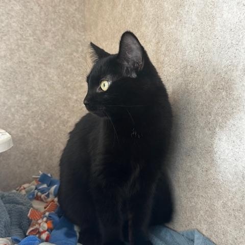 Enlarge Trance, a ADOPTABLE Domestic Short Hair in Hutchinson, MN image 2/2