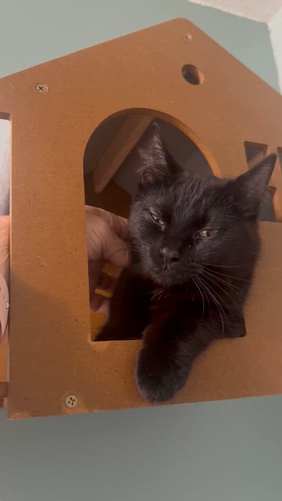Enlarge Trance, a ADOPTABLE Domestic Short Hair in Hutchinson, MN video 3/3