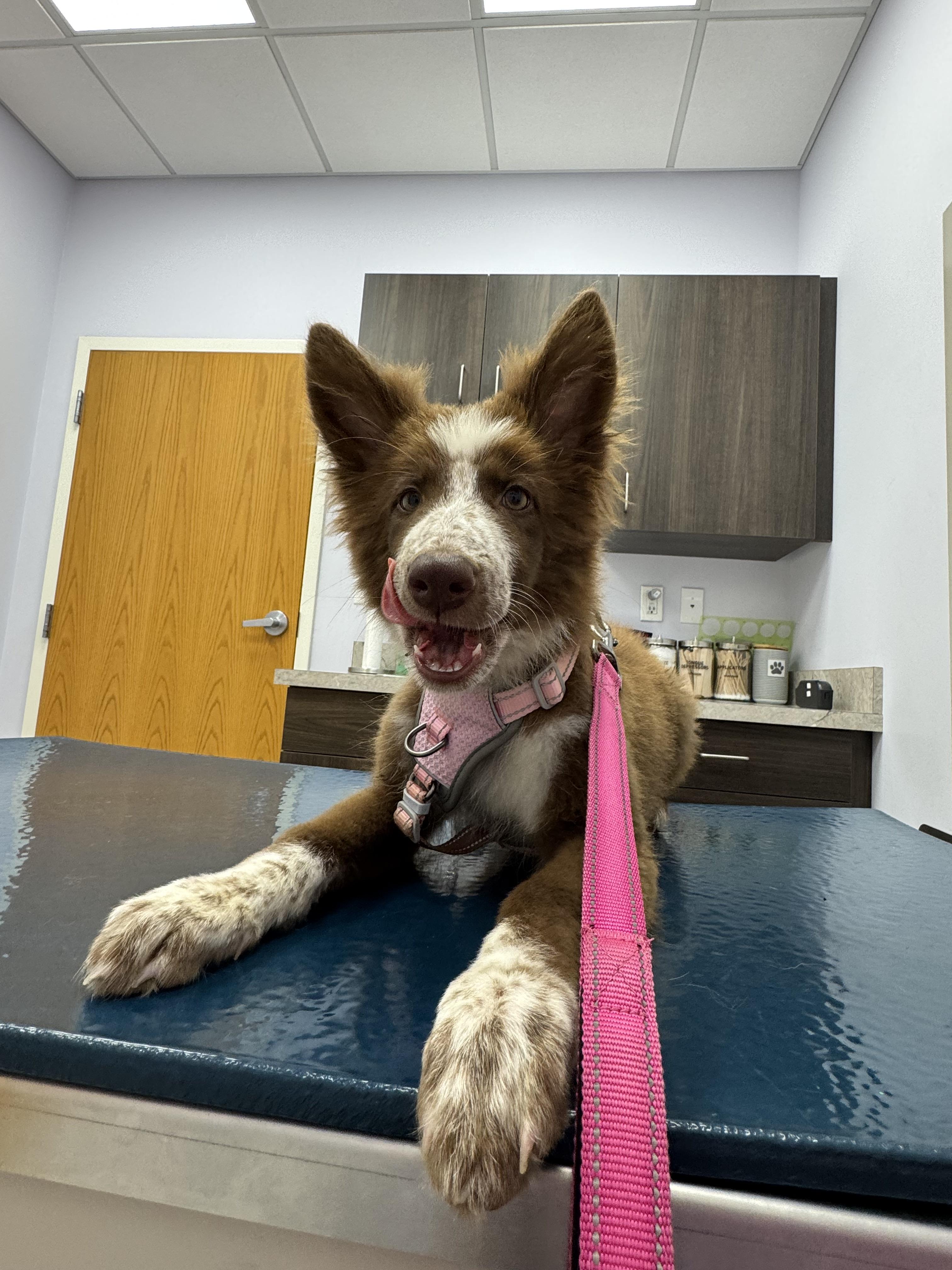 Charolette, ADOPTABLE, Puppy Female German Shepherd Dog.
