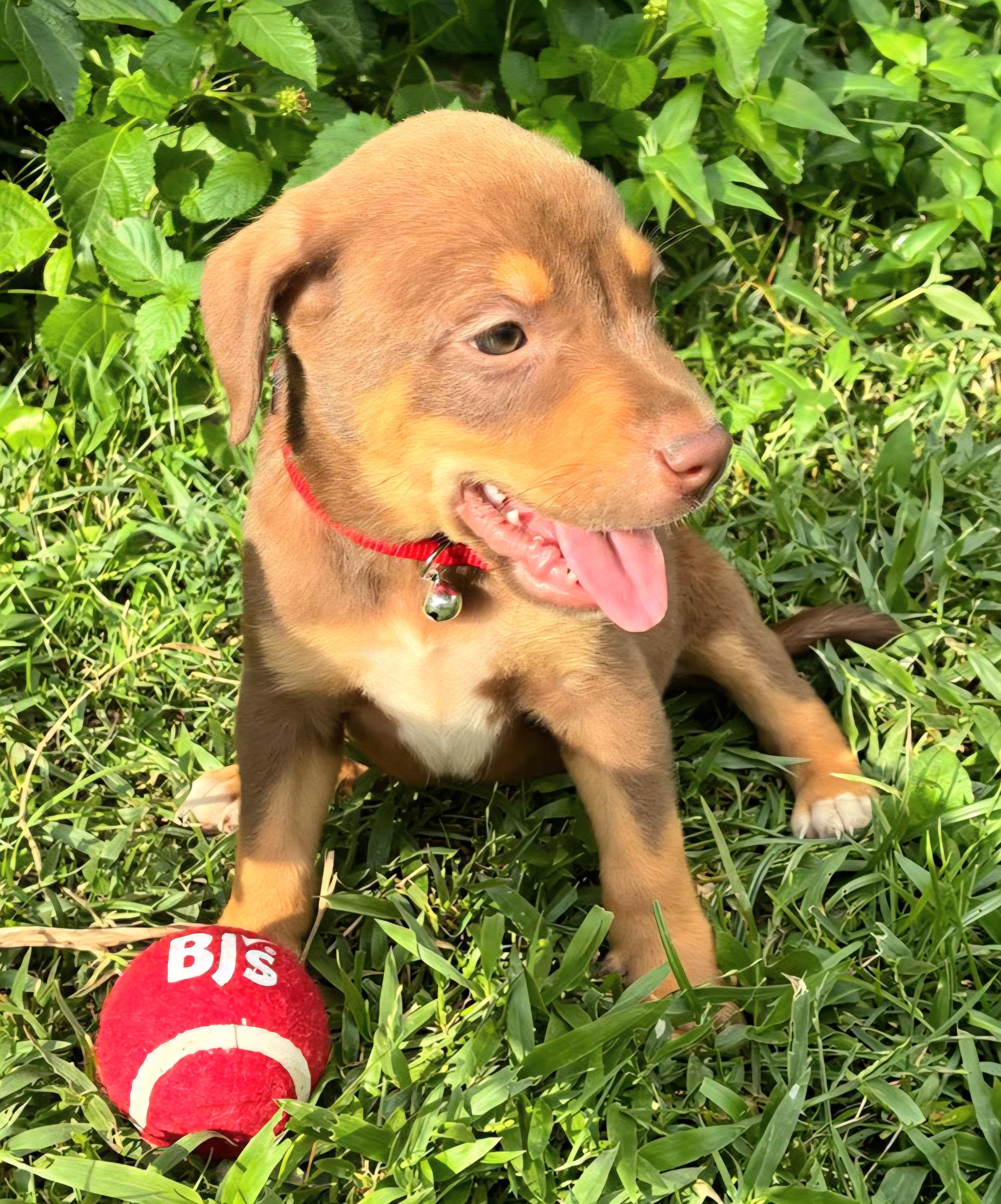 Clifford Cleo "the Cuteness thumbnail 5