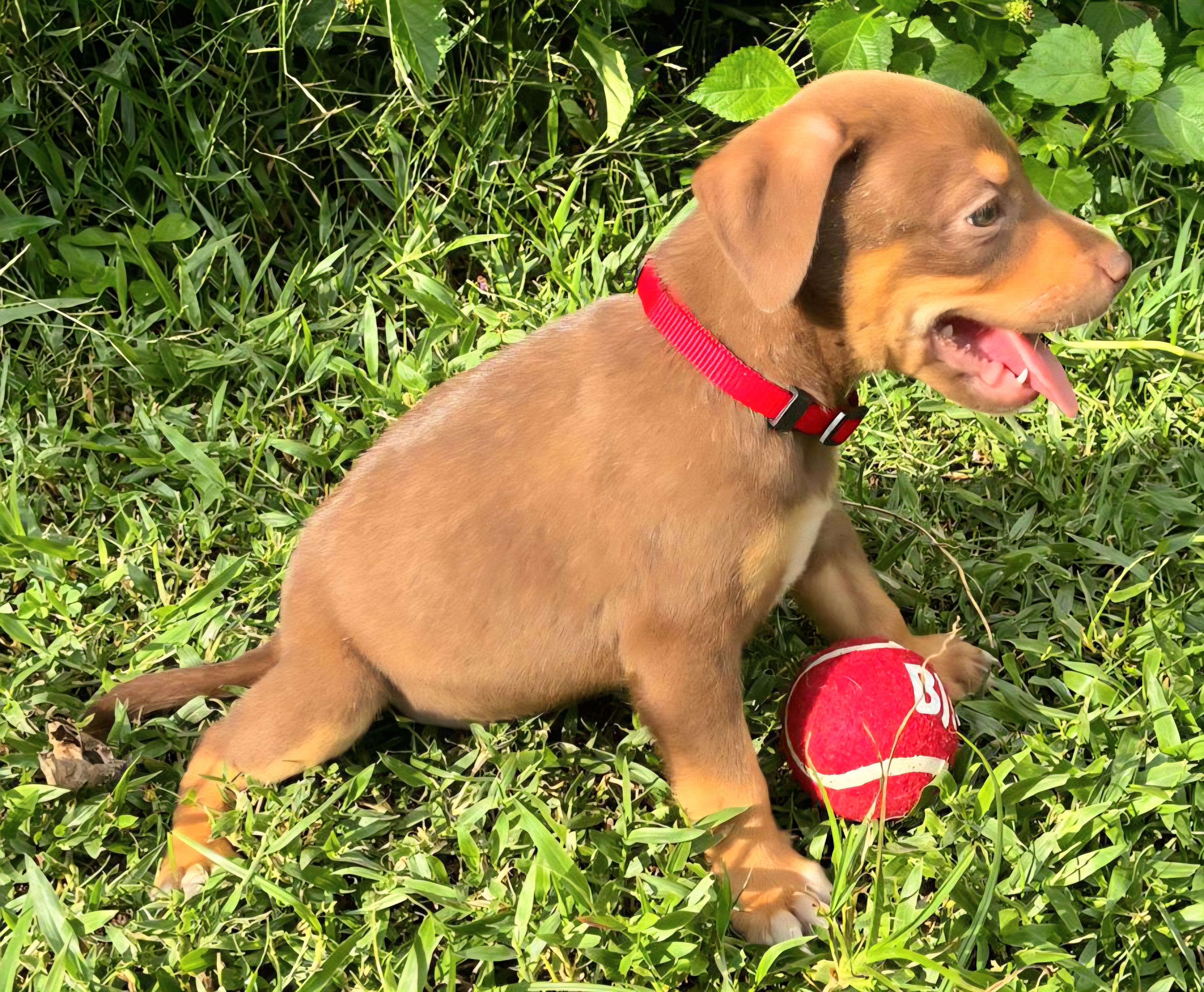 Clifford Cleo "the Cuteness thumbnail 6