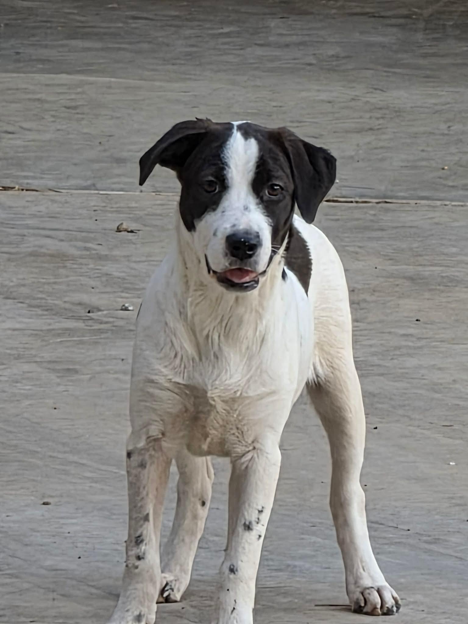 Daisy, Adopted, Puppy Female Mixed Breed.