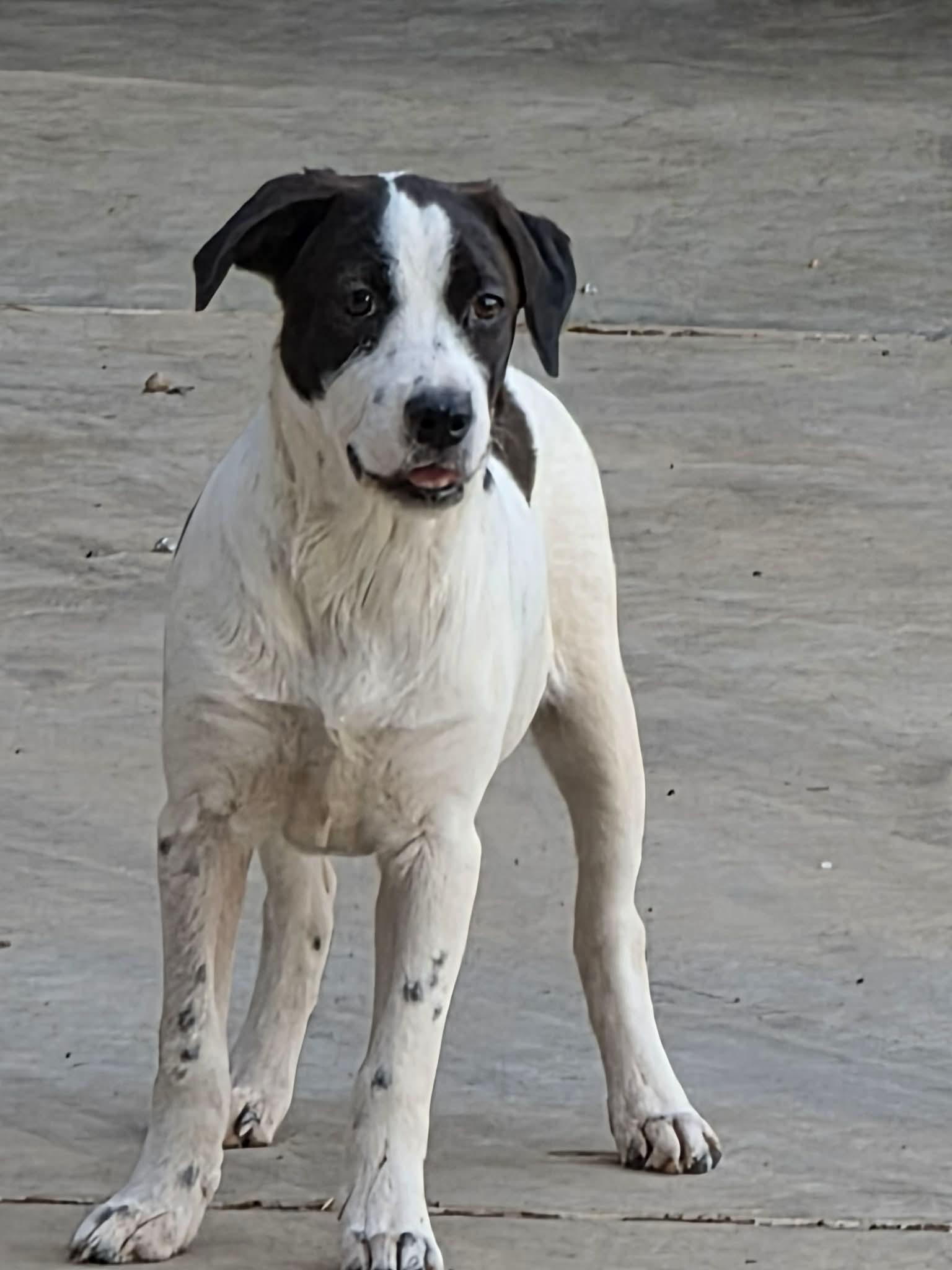 Enlarge Daisy, a Adopted mixed breed in Lee, NH image 3/4