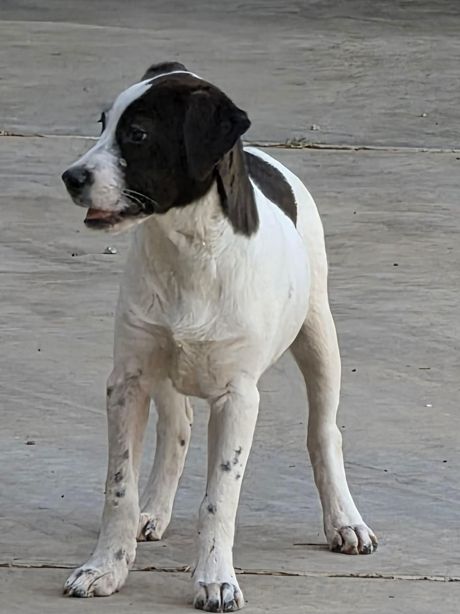 Enlarge Daisy, a Adopted mixed breed in Lee, NH image 2/4