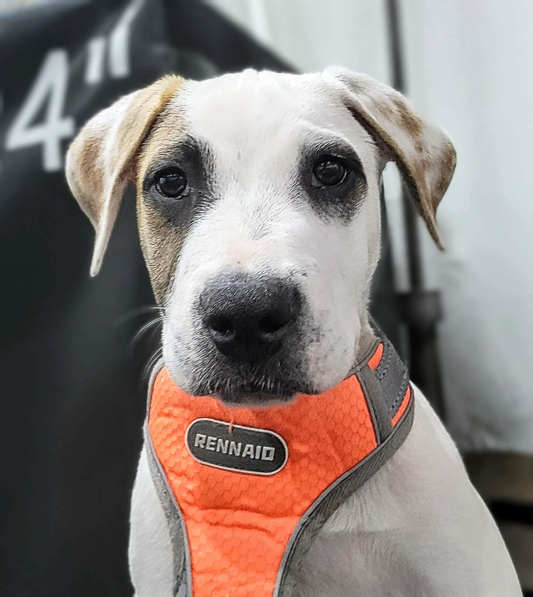 Enlarge Wishbone, a Adoptable mixed breed in Portland, OR image 2/6
