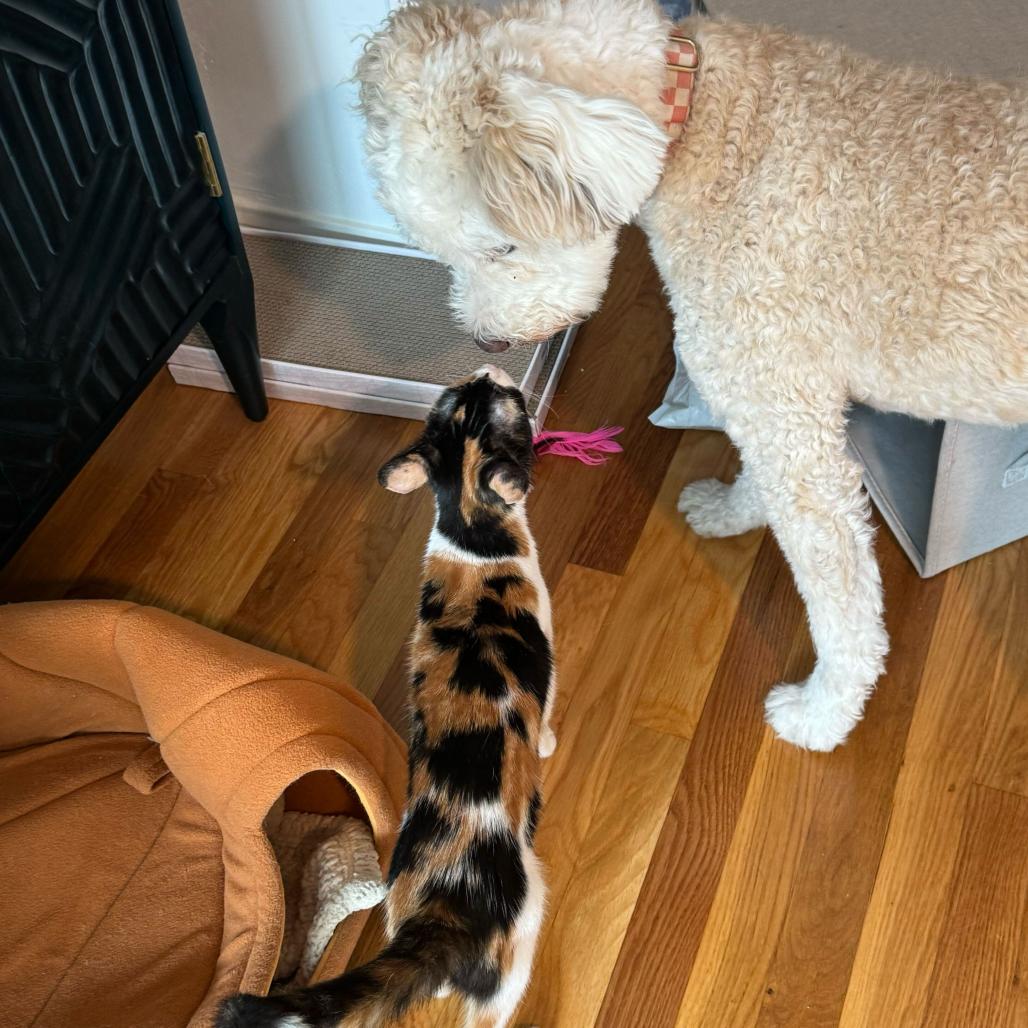 Stevie Nicks, Adoptable, Young Female Domestic Short Hair.