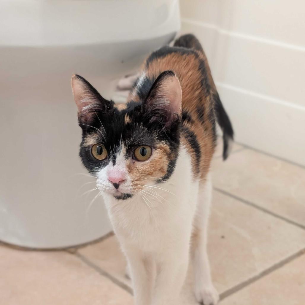 Enlarge Stevie Nicks, a Adoptable Domestic Short Hair in Huntsville, AL image 2/5