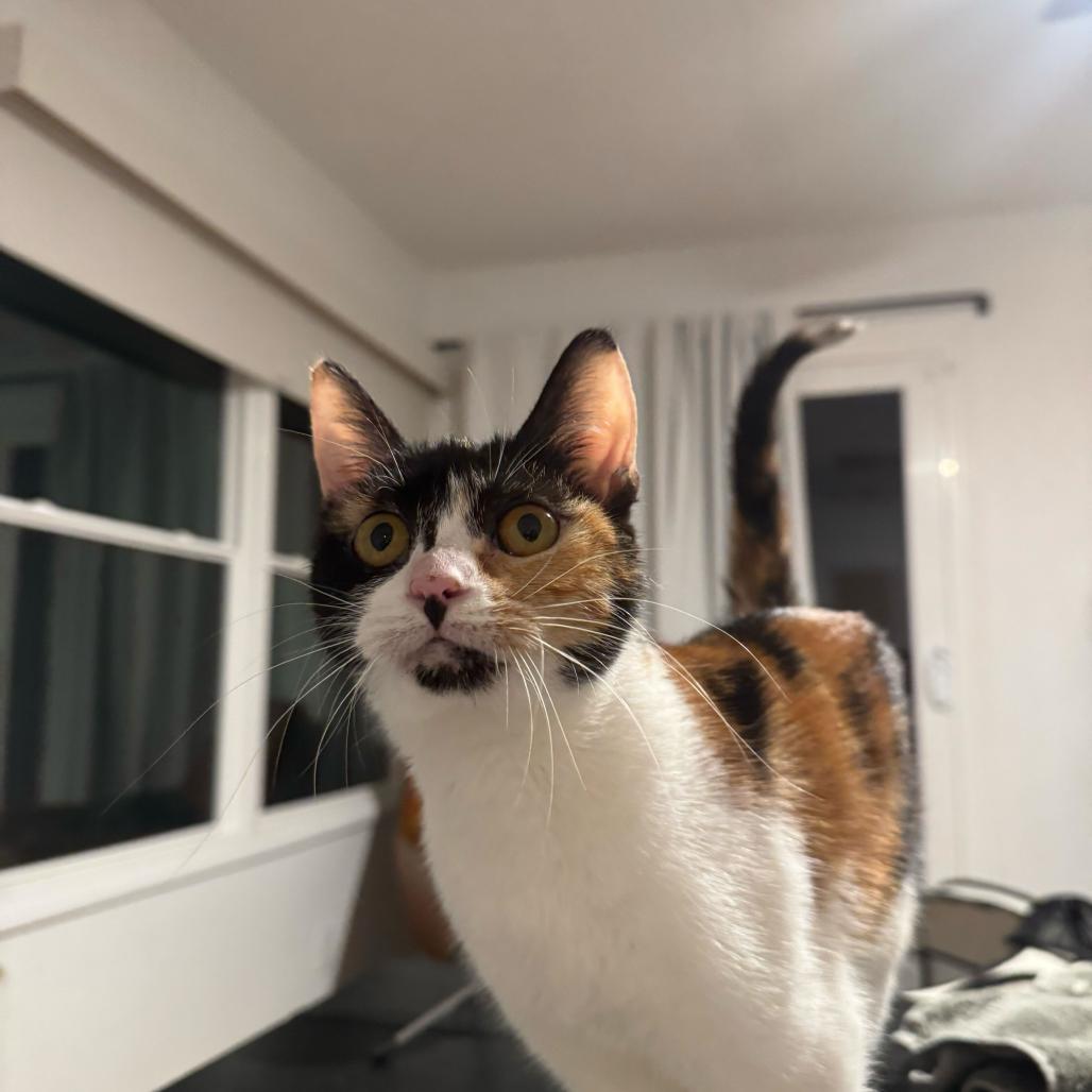 Enlarge Stevie Nicks, a Adoptable Domestic Short Hair in Huntsville, AL image 3/5