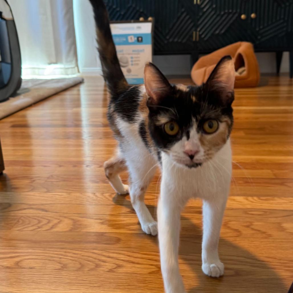 Enlarge Stevie Nicks, a Adoptable Domestic Short Hair in Huntsville, AL image 4/5