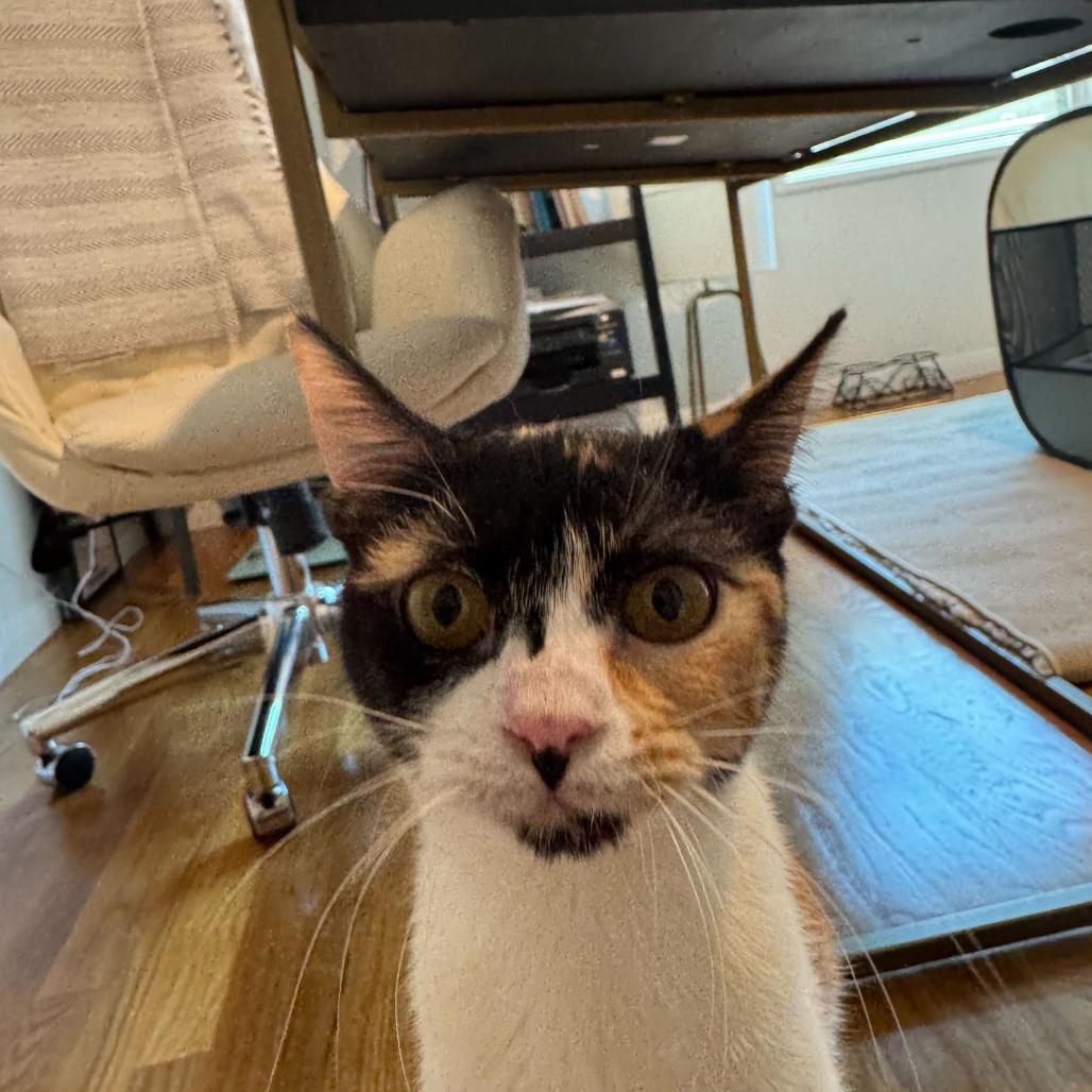 Enlarge Stevie Nicks, a Adoptable Domestic Short Hair in Huntsville, AL image 5/5