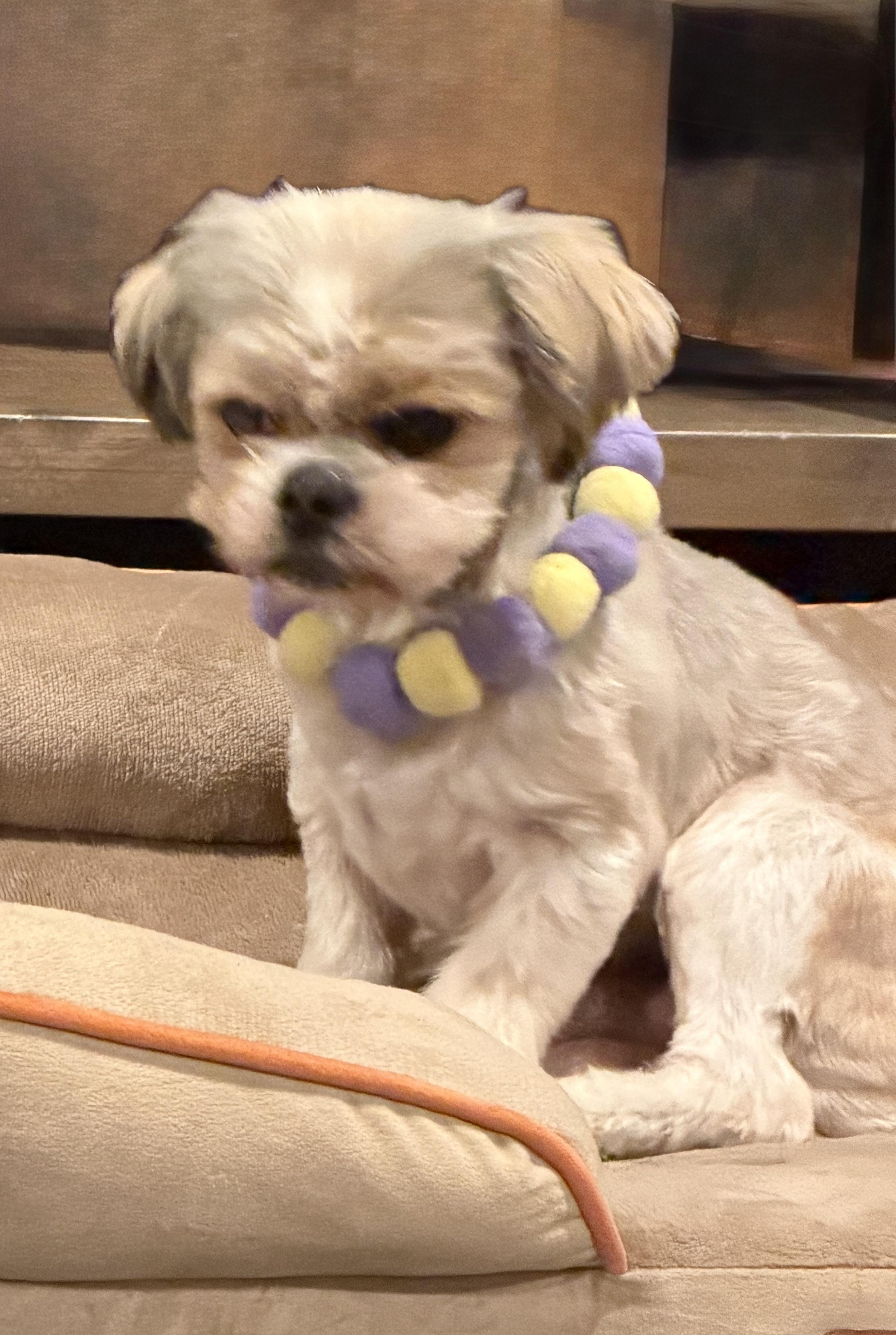 Enlarge Charlie, a Adoptable mixed breed in Los Angeles, CA image 2/2