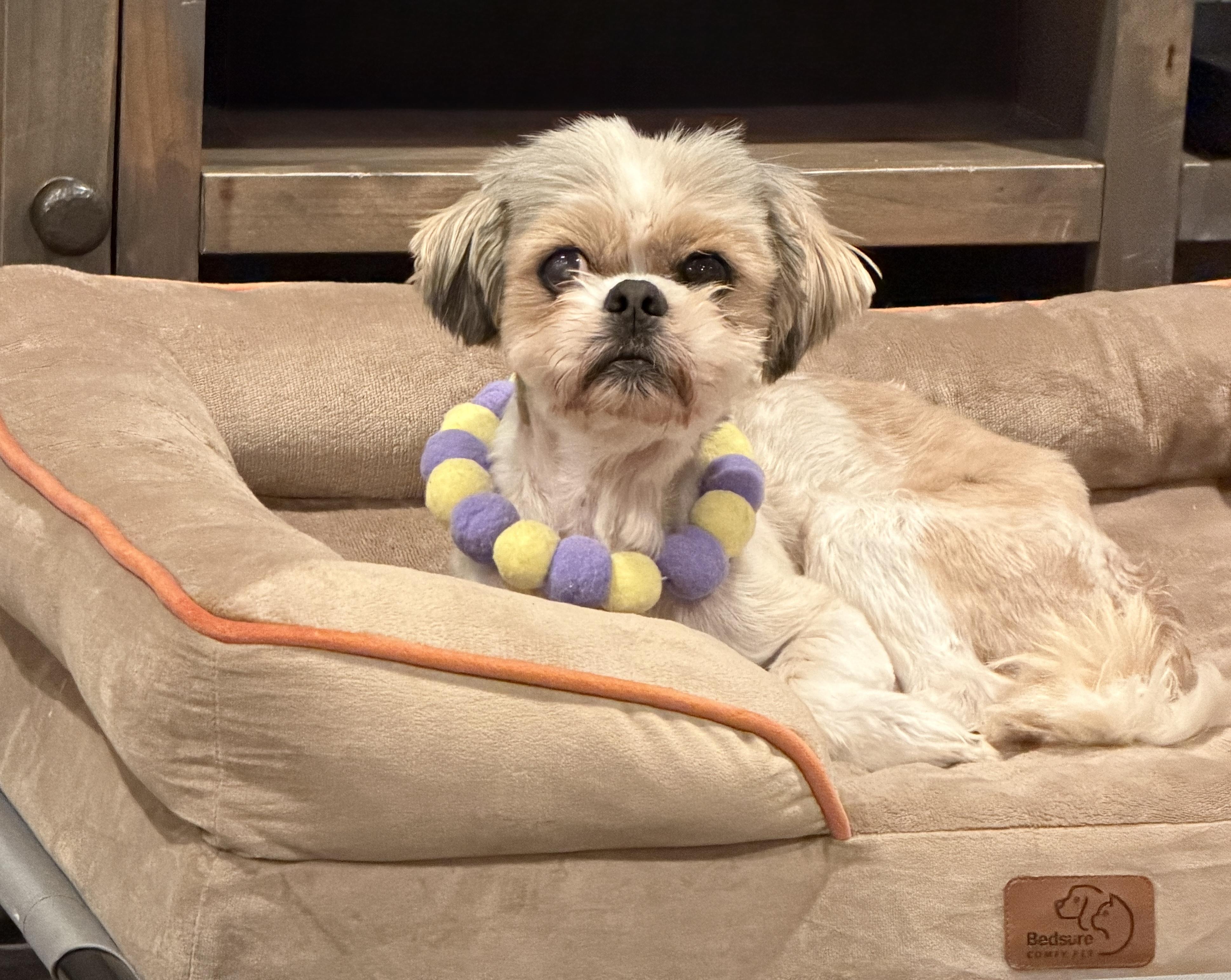 Enlarge Charlie, a Adoptable mixed breed in Los Angeles, CA image 1/2