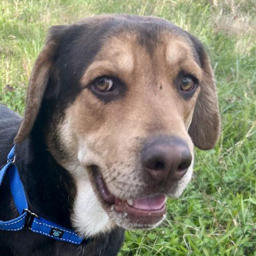 Clyde 5588D, Adoptable, Adult Male Hound & Mixed Breed.