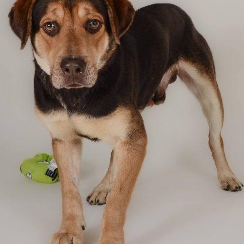 Enlarge Clyde 5588D, a Adoptable mixed breed in Frankfort, KY image 2/5