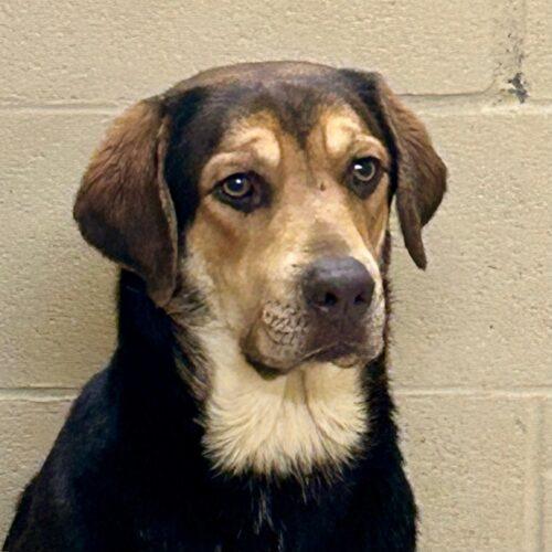 Enlarge Clyde 5588D, a Adoptable mixed breed in Frankfort, KY image 3/5