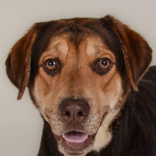 Enlarge Clyde 5588D, a Adoptable mixed breed in Frankfort, KY image 4/5