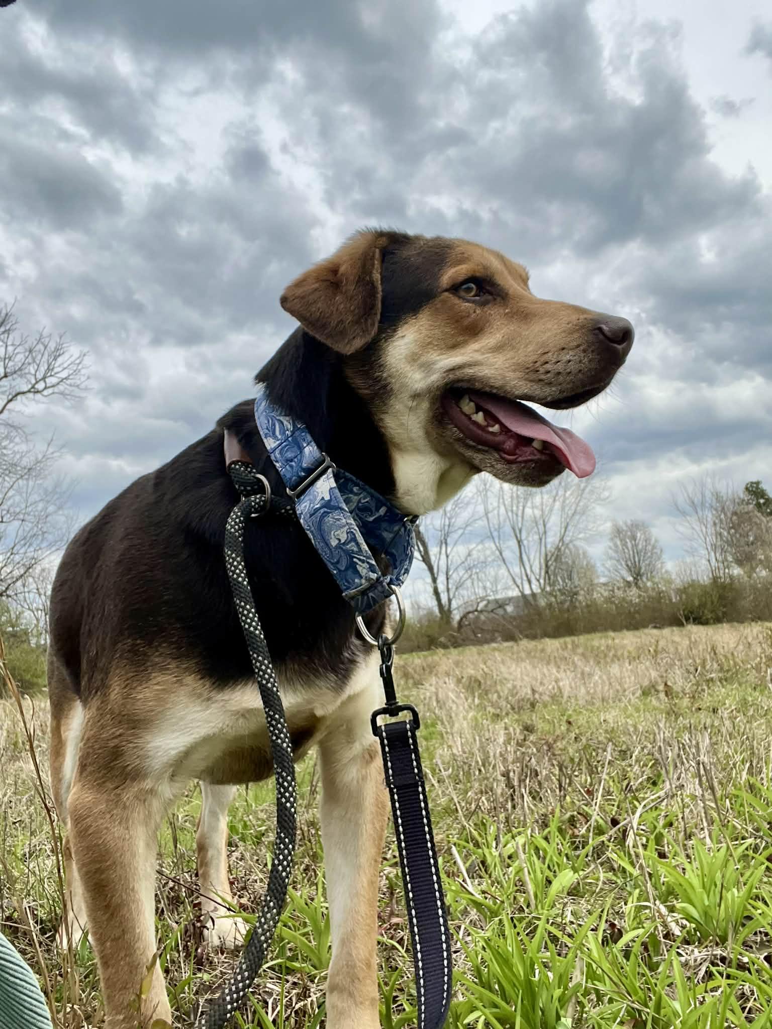 Enlarge Clyde 5588D, a Adoptable mixed breed in Frankfort, KY image 5/6