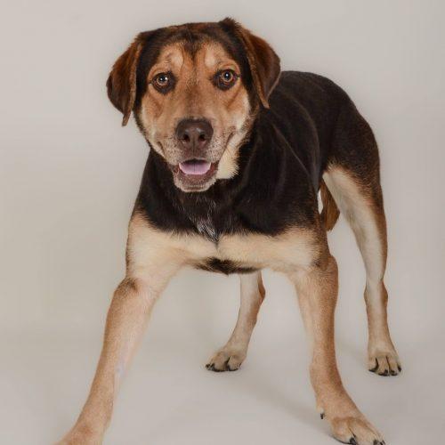 Enlarge Clyde 5588D, a Adoptable mixed breed in Frankfort, KY image 5/5
