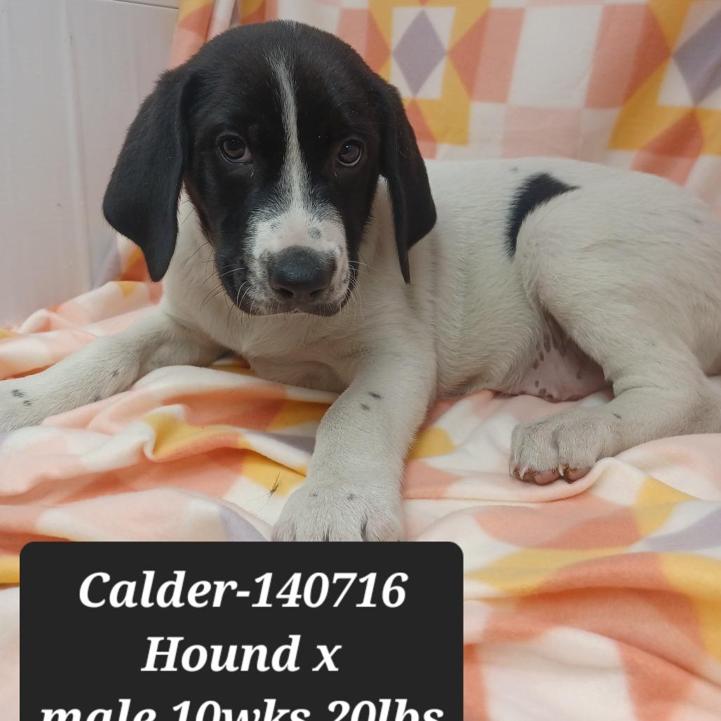 Calder, Adoptable, Puppy Male Hound.