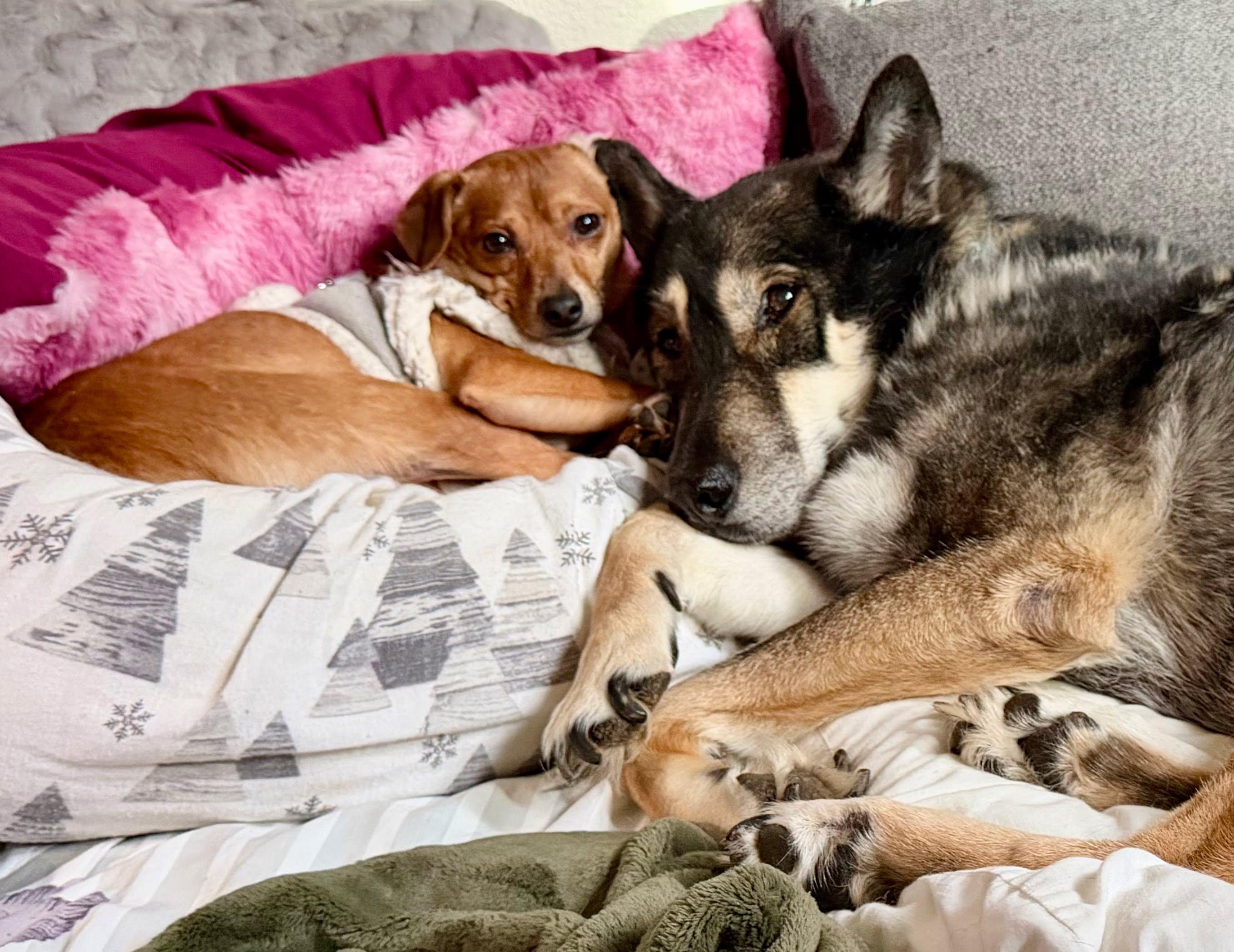 Enlarge Syd, a Adoptable mixed breed in Roseburg, OR image 6/6