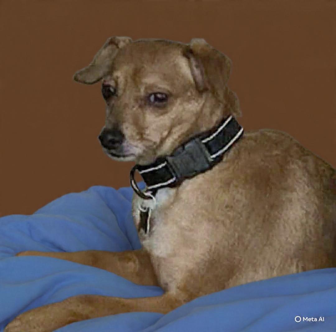 Syd, Adoptable, Senior Male Chihuahua & Miniature Pinscher.